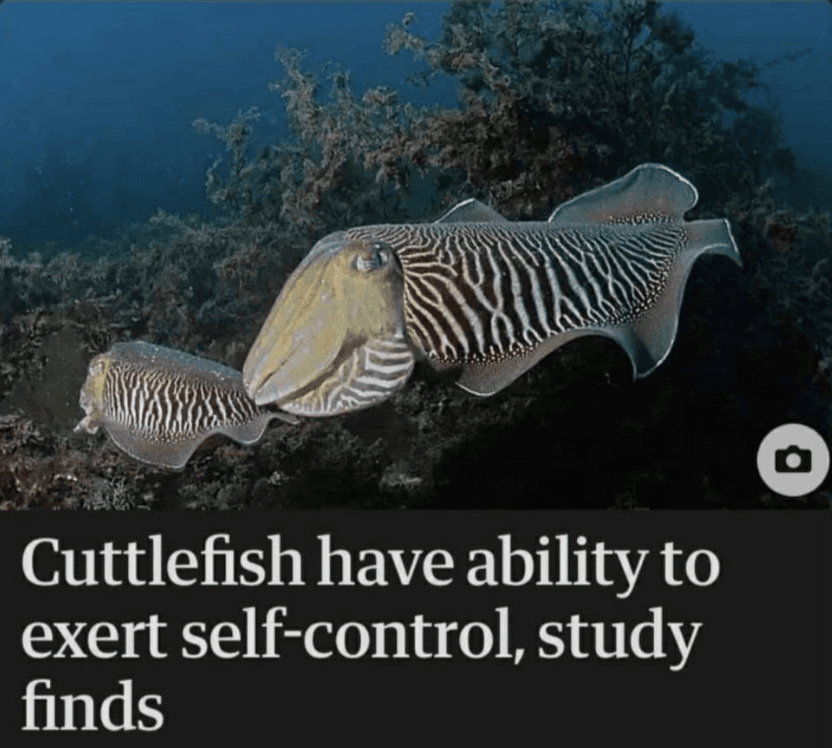 A screenshot of a social media post featuring an underwater photograph of two cuttlefish with striped patterns swimming near seaweed. Below the image is a caption on a black background.