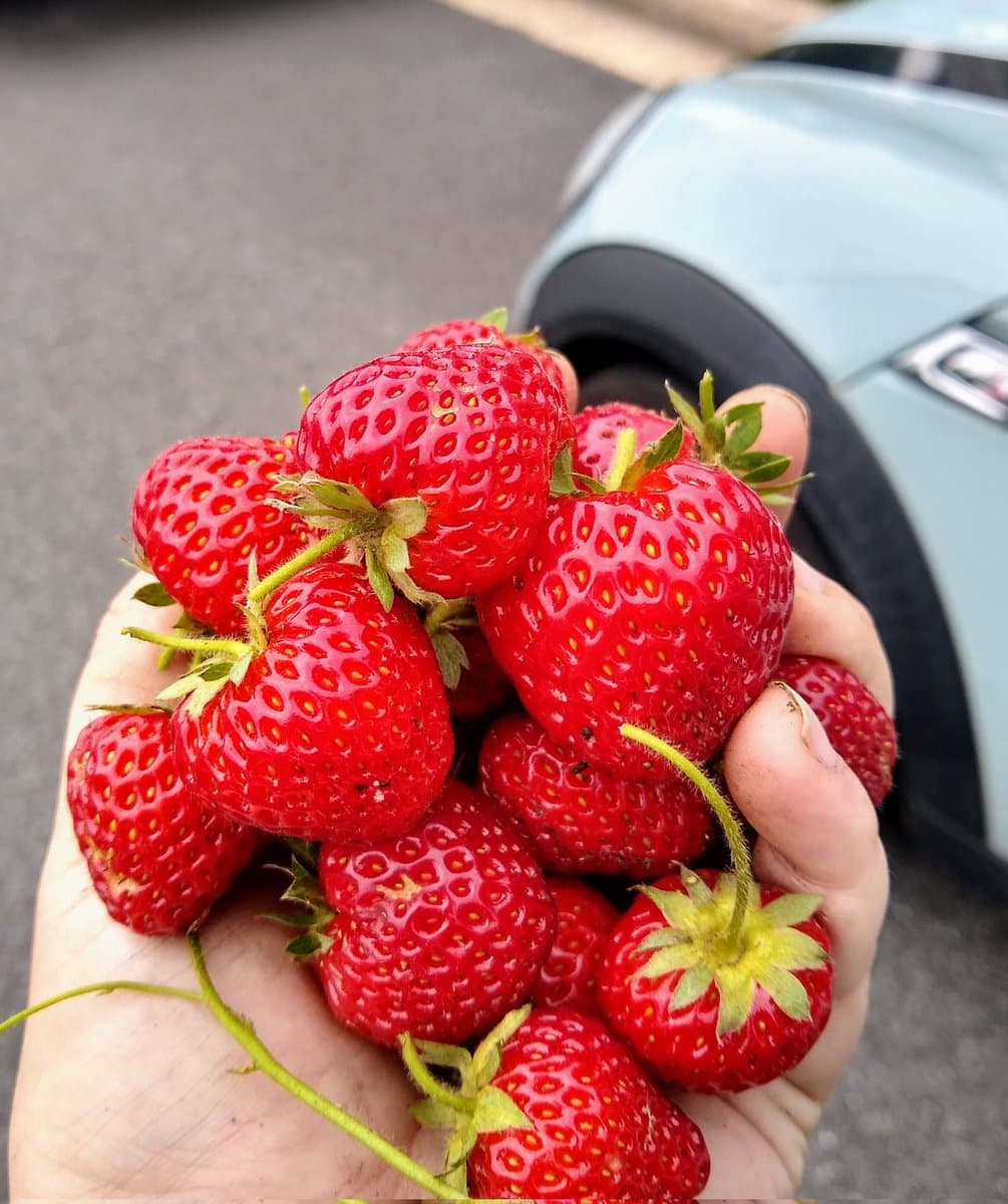 A close-up photograph of a person's hand holding a handful of fresh, red strawberries with green stems. A light blue car is visible in the blurred background on a paved surface.