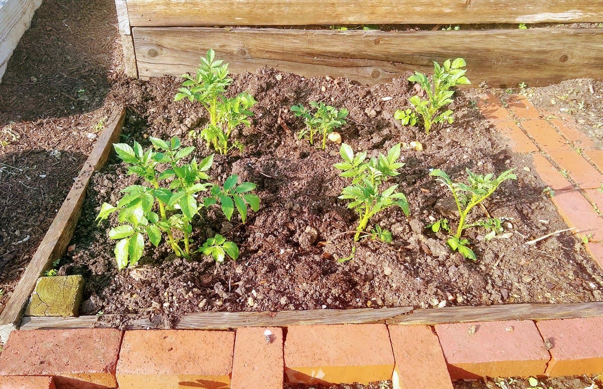 A raised garden bed bordered by red bricks and wood, filled with dark soil and several young green potato plants.