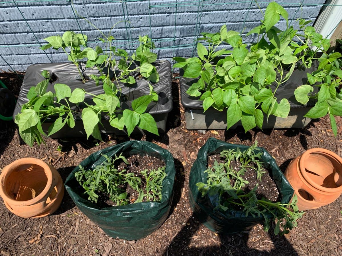 A photograph of a small garden setup featuring several green bean plants growing in black fabric grow bags and two green bags containing tomato seedlings, with terracotta pots placed on the mulched ground.