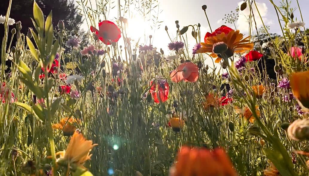 A low-angle photograph of a wildflower garden with red poppies, orange calendula, and purple flowers swaying in the grass, backlit by a bright sun.