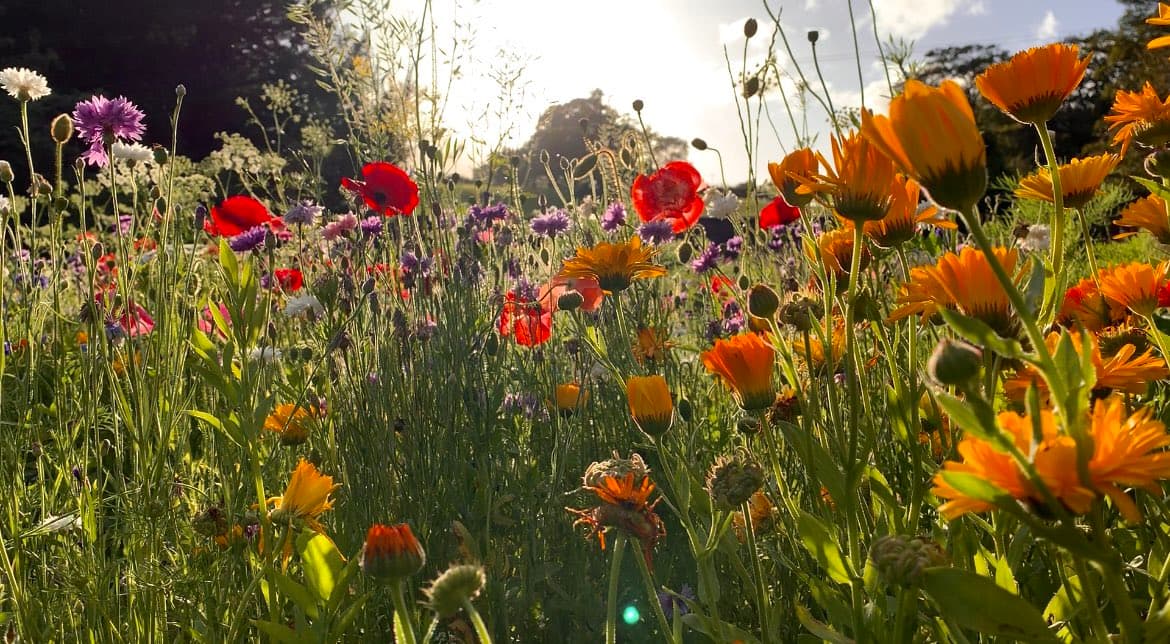 A low-angle photograph of a wildflower meadow at sunset, featuring vibrant orange calendula, red poppies, and purple cornflowers swaying in the grass.