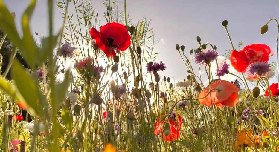 A low-angle, close-up photograph of a wildflower meadow featuring bright red poppies and purple cornflowers against a bright, hazy sky. The sun shines through the tall green stems and leaves, creating a warm, backlit effect.