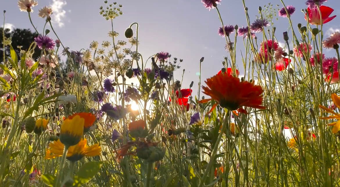 A low-angle photograph of a wildflower garden featuring tall green stems and colorful blooms in shades of orange, red, purple, and yellow, with the sun shining brightly through the foliage against a blue sky.