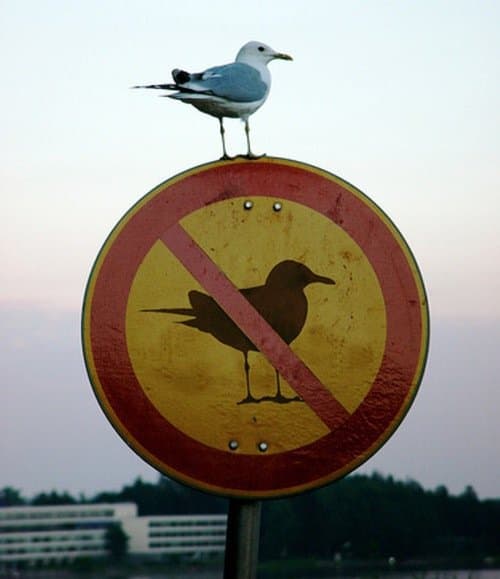 A seagull perches on top of a circular traffic sign that depicts a silhouette of a seagull with a red diagonal line through it, indicating that seagulls are prohibited. The background shows a pale sky and a distant building.