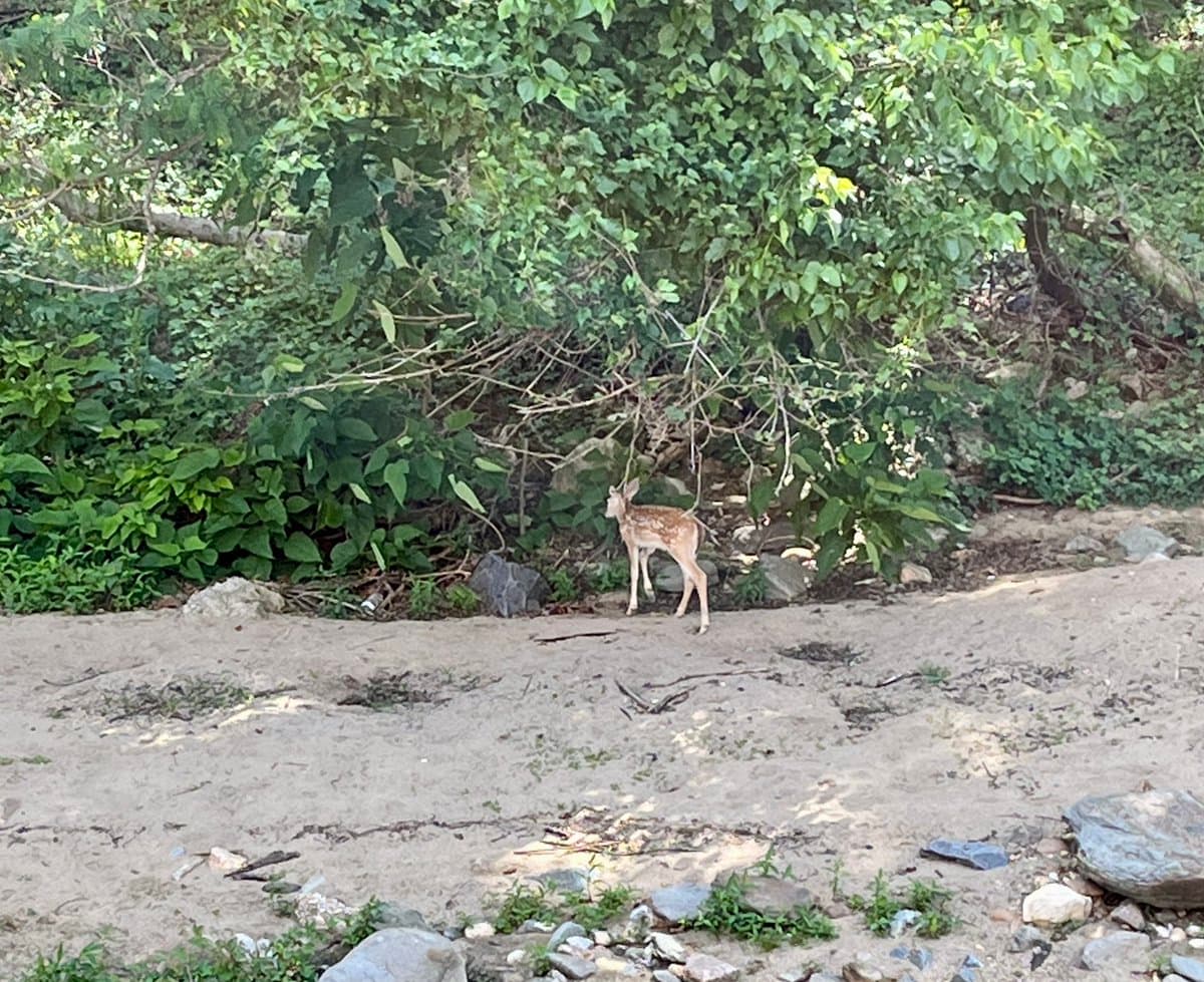 A young fawn with white spots stands on a dirt path in front of a dense thicket of green foliage and trees.
