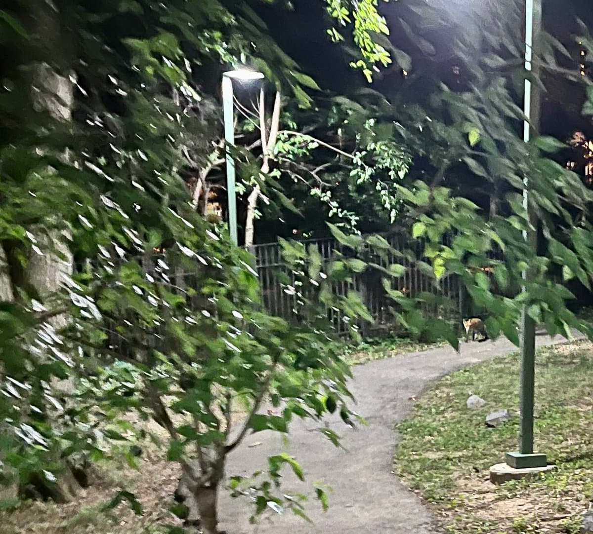 A nighttime photograph of a paved path in a park, illuminated by a street lamp and surrounded by leafy trees. A small, light-colored animal, possibly a fox, is visible walking on the path in the distance.