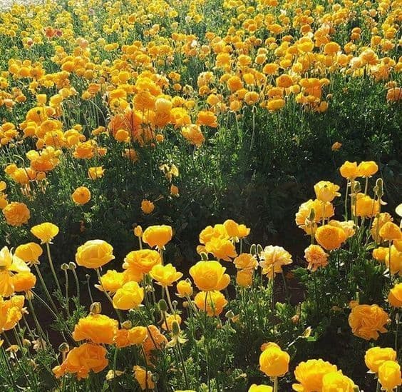 A field of vibrant yellow flowers, likely ranunculus, in full bloom under bright sunlight. The image captures a dense patch of blossoms with green foliage, creating a lush and colorful natural scene.