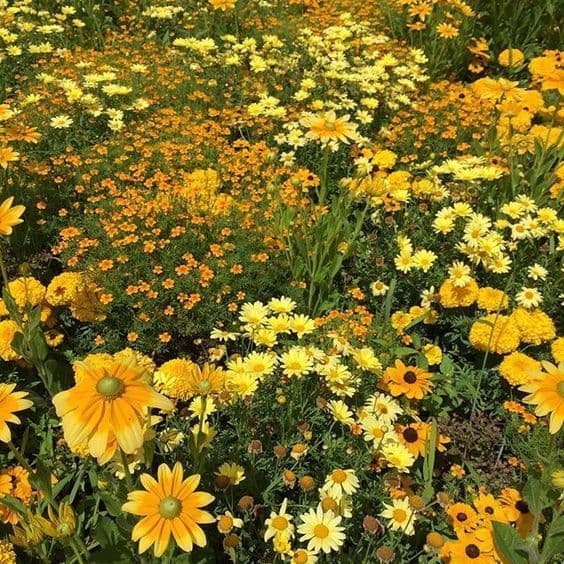 A dense field of blooming flowers in shades of yellow and orange, featuring daisy-like blooms and smaller clustered blossoms. The image captures a vibrant, natural scene of a garden or meadow in full bloom.