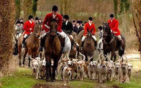 A group of people in traditional red hunting coats and black hats ride horses through a wooded area, accompanied by a pack of hounds running alongside them.