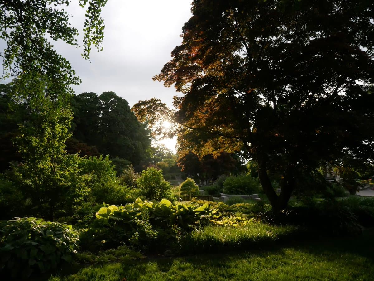 A landscape photograph of a lush garden at sunset, featuring various shades of green foliage and trees with the sun shining through the branches in the background.