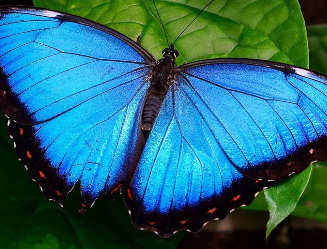 A close-up photograph of a blue morpho butterfly with its wings spread, resting on a green leaf. The image highlights the vibrant blue color of the wings and the dark, textured body of the insect.