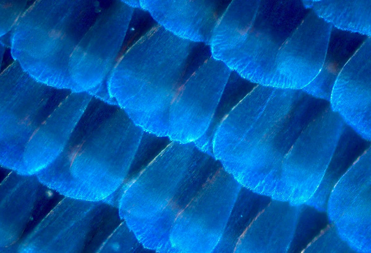 A close-up microscopic view of blue morpho butterfly wing scales, showing overlapping, shingled structures in vivid shades of blue.