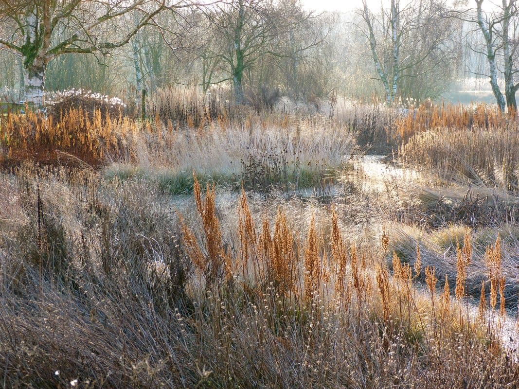A landscape photograph of a frost-covered wetland or marsh in winter, featuring tall, dried reeds and grasses in the foreground with bare trees in the background.