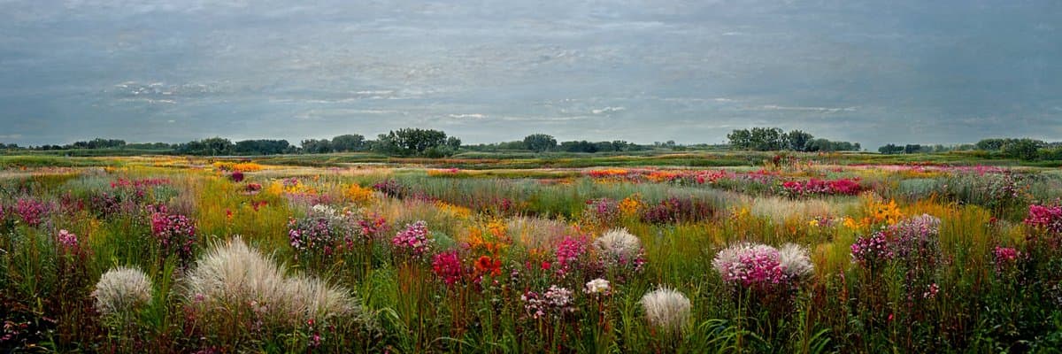 A wide landscape photograph of a vast wildflower meadow stretching to the horizon under a cloudy sky. The field is filled with colorful blooms in shades of pink, orange, yellow, and white, interspersed with tall grasses and a line of trees in the distance.