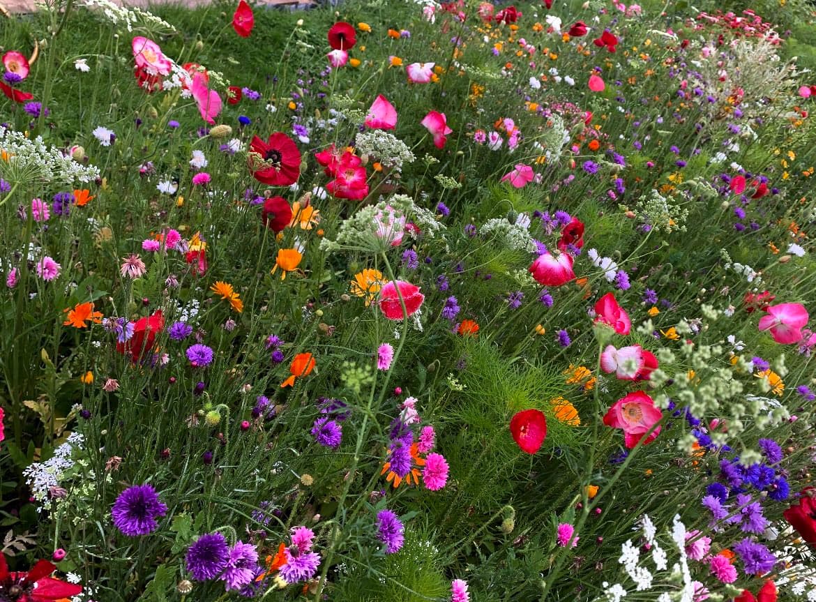 A vibrant, close-up photograph of a wildflower meadow featuring a dense mix of red poppies, purple cornflowers, and orange and white blooms amidst green foliage.
