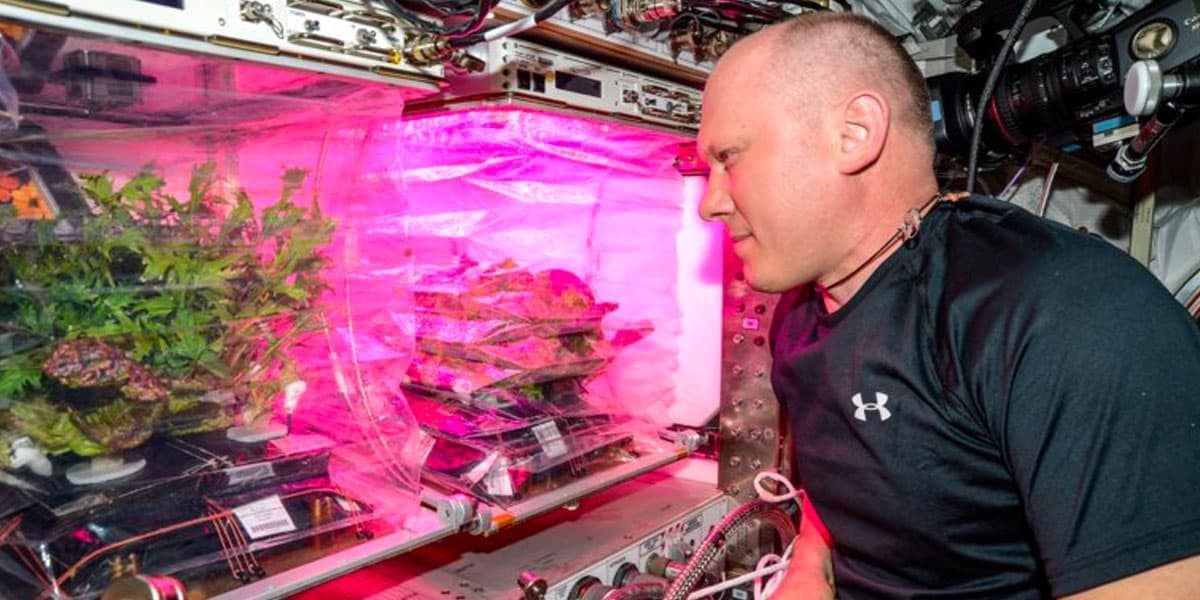 A photograph of a man in a black t-shirt looking closely at a plant growth chamber illuminated by bright pink light, which is mounted on a wall inside a spacecraft. The chamber contains several leafy green plants growing in trays.