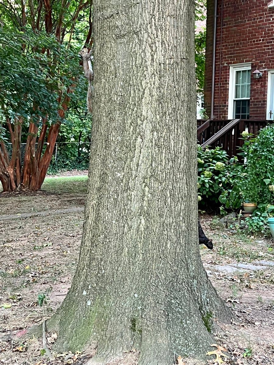 A photograph of a large tree trunk in a yard, with a grey squirrel climbing the left side and a black squirrel peeking out from behind the right side.