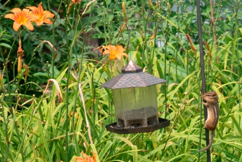 A photograph of a garden scene featuring a small bird feeder hanging among green plants and orange daylilies, with a chipmunk climbing a vertical pole on the right side.