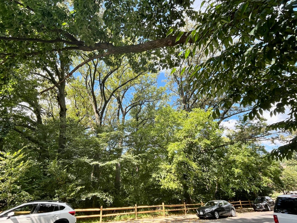A street-level view looking up at a dense canopy of green trees against a blue sky, with a wooden fence and parked cars visible along the roadside below.