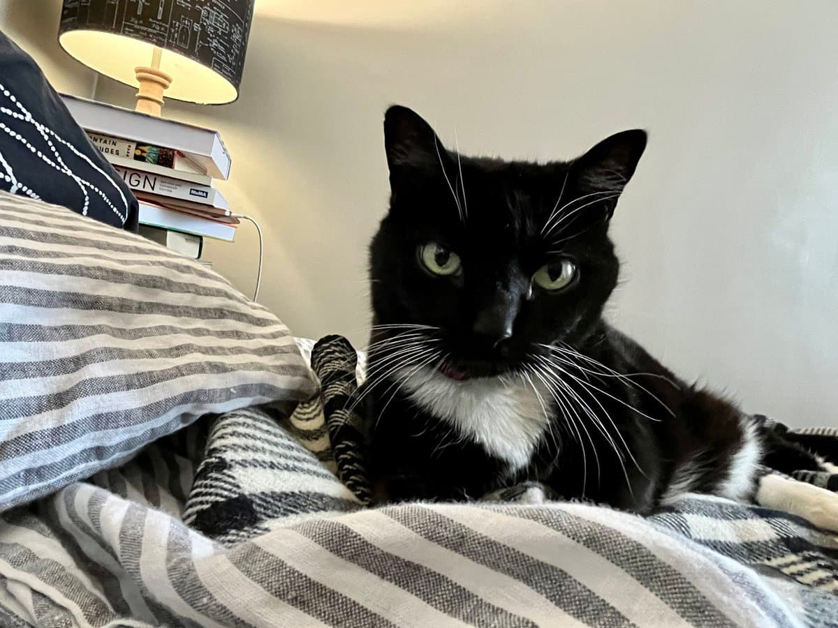 A black and white tuxedo cat with green eyes lies on a bed covered with striped bedding, looking directly at the camera. In the background, a stack of books sits on a nightstand beneath a lit lamp.