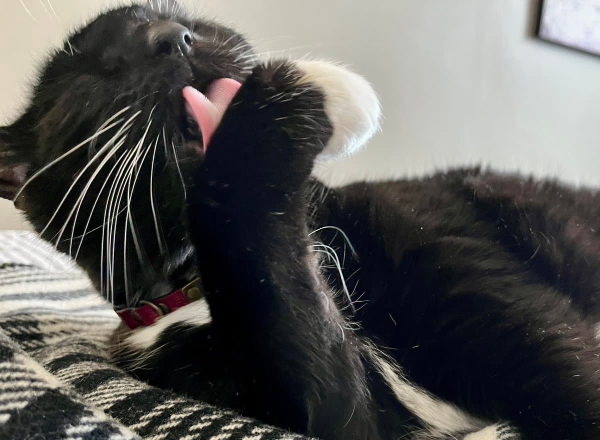 A black and white cat is lying on a patterned blanket, licking its paw to groom itself. The cat is wearing a red collar with a small tag.