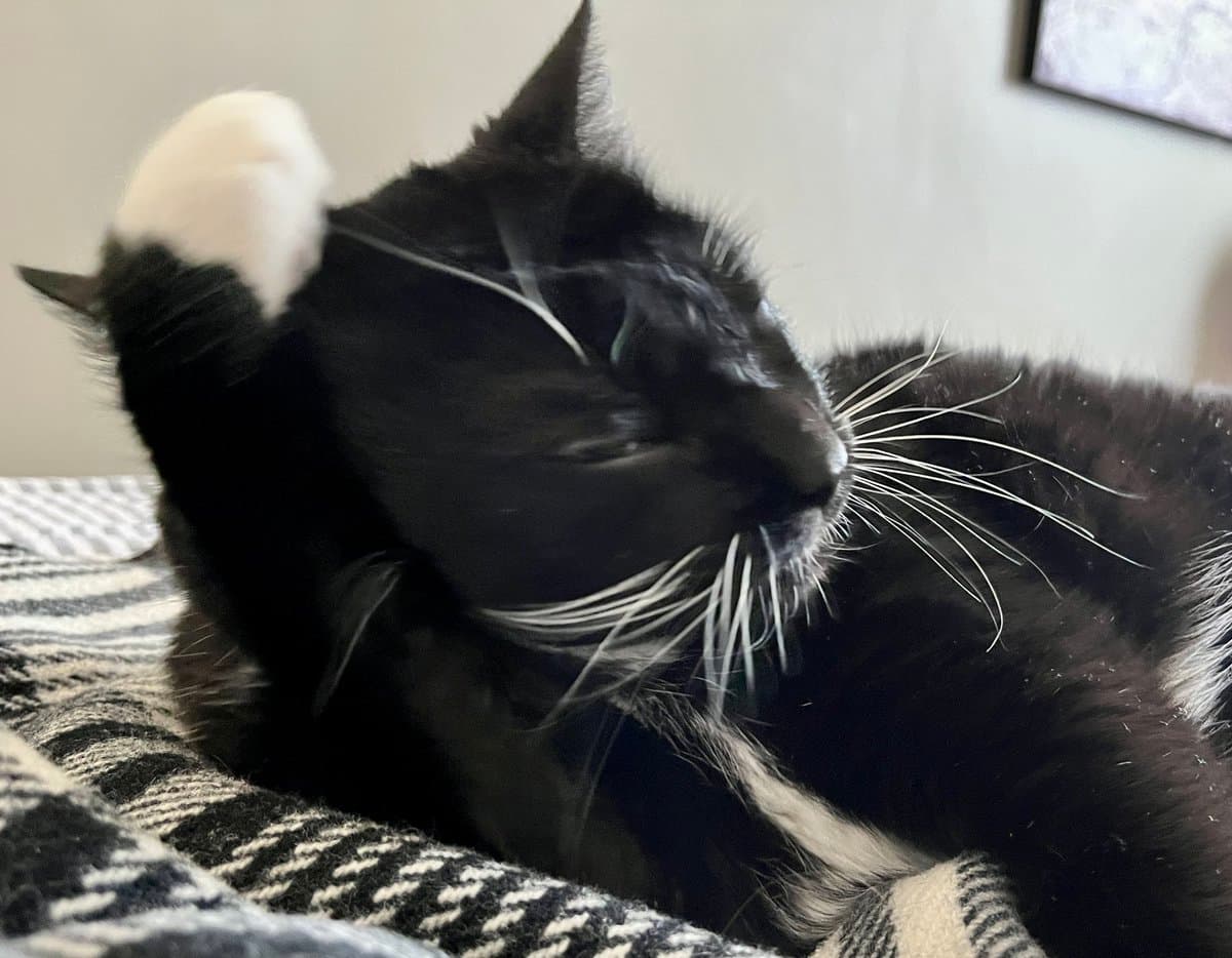 A black and white cat is lying on a patterned blanket, scratching its head with a raised paw. The cat's eyes are closed, and its long white whiskers are prominent.