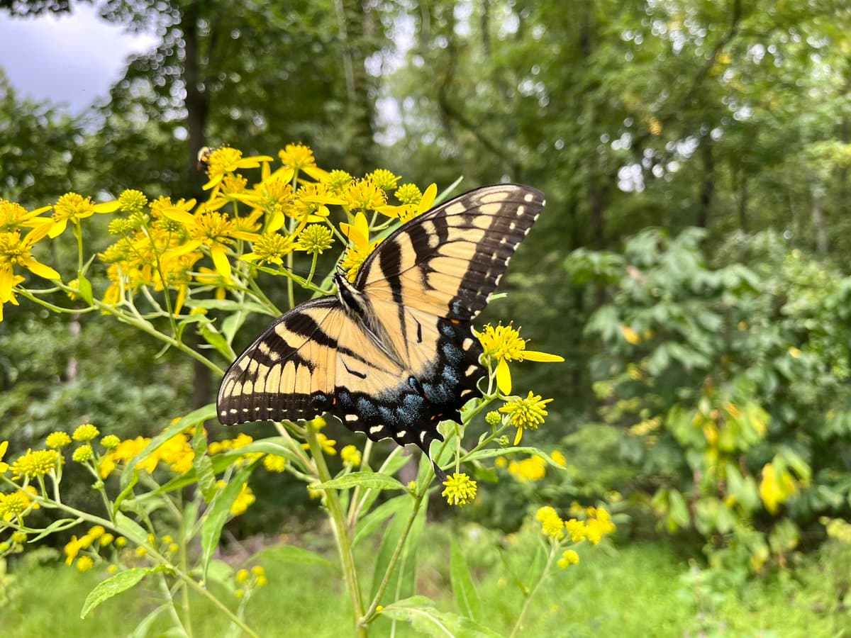 A close-up photograph of a yellow and black swallowtail butterfly perched on a cluster of yellow wildflowers, with a blurred green forest background.