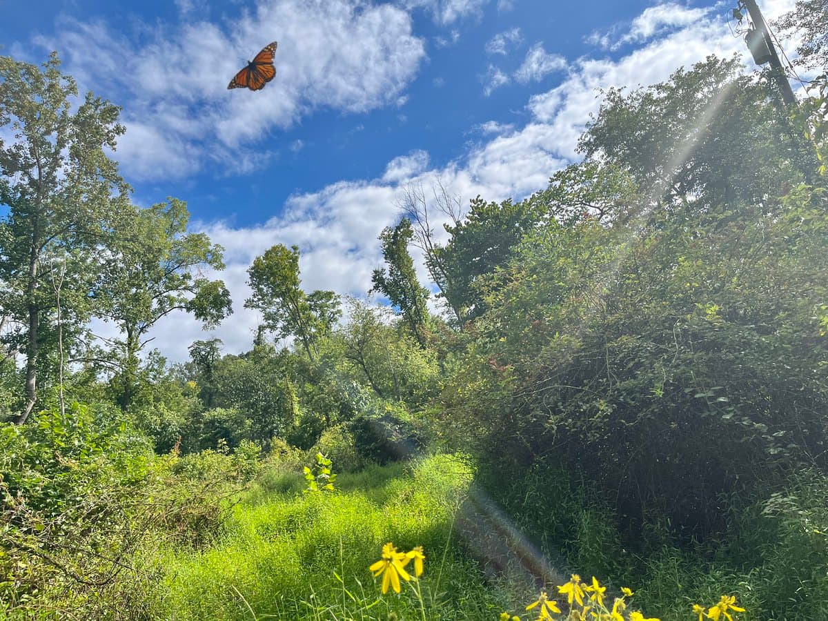 A monarch butterfly flies high in a blue, partly cloudy sky above a lush green landscape of trees, bushes, and yellow wildflowers.