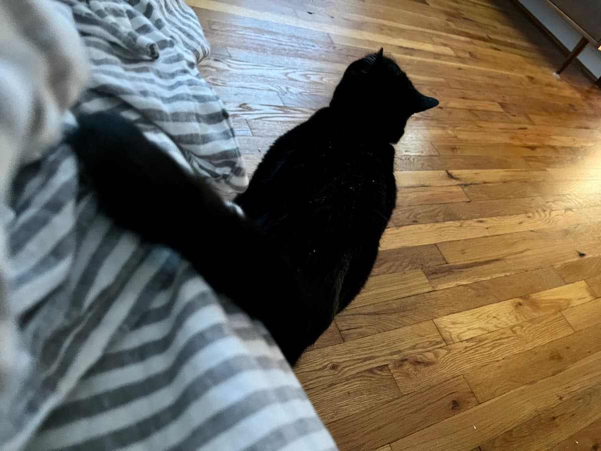 A black cat is sitting on a light-colored wooden floor next to a bed with a gray and white striped duvet. The cat is facing away from the camera, looking toward the right side of the room.