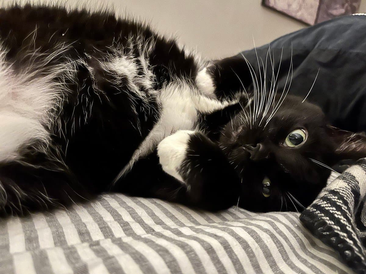 A black and white cat lies on its back on a striped bed, looking up at the camera with wide eyes and one paw raised near its face. The cat has long white whiskers and is resting on a gray and white striped blanket next to a dark pillow.