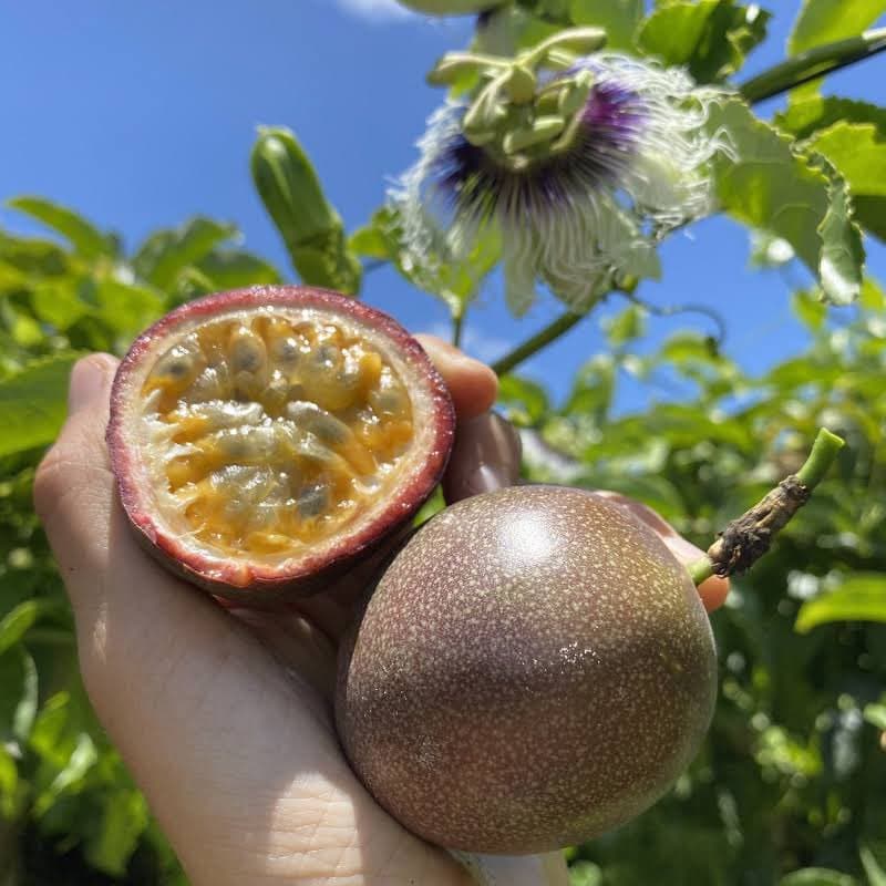 A close-up photograph of a hand holding a whole passion fruit and a halved passion fruit, revealing its yellow pulp and seeds, with a passion flower and green leaves in the background against a blue sky.