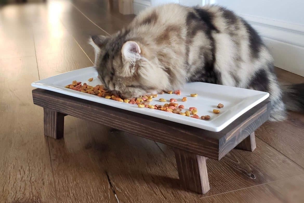 A fluffy, long-haired tabby cat is eating dry food from a white rectangular plate that is elevated on a dark wooden stand.
