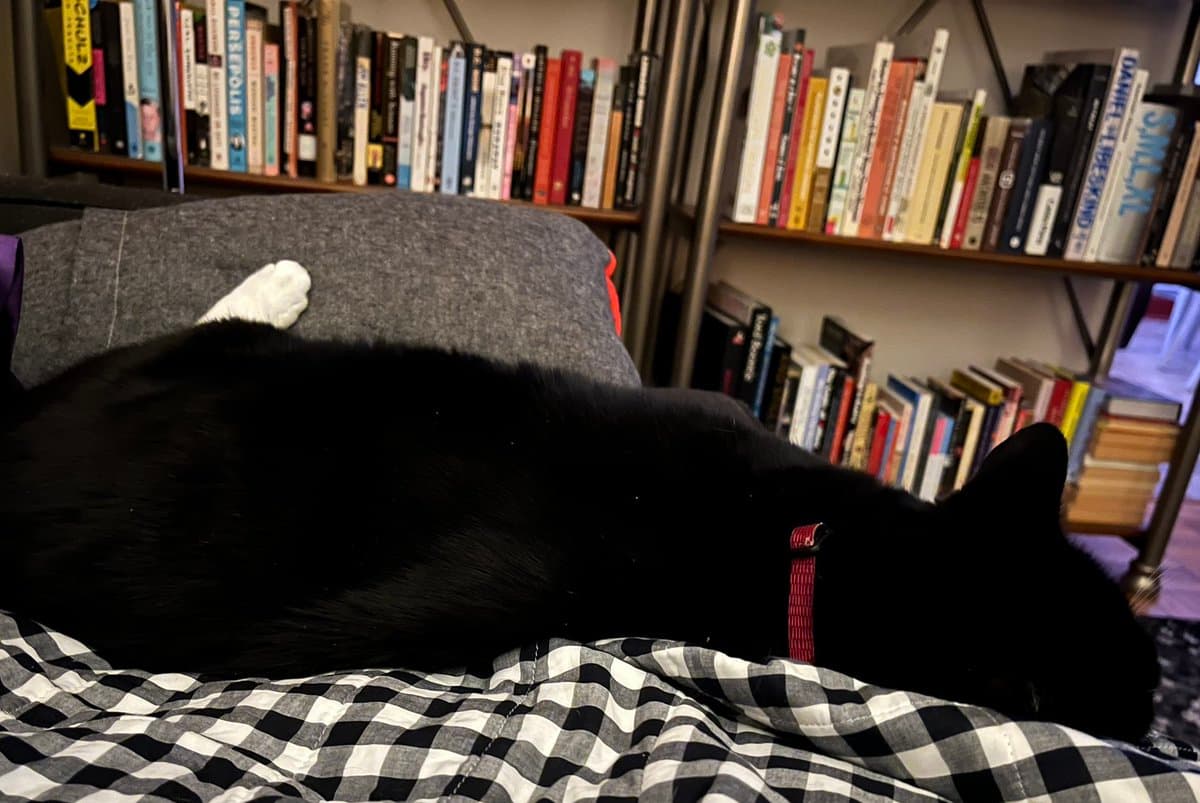 A black and white cat wearing a red collar lies on a checkered bedspread with its head down, appearing to pout, in front of a bookshelf filled with books.