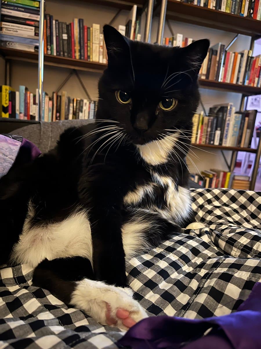 A black and white tuxedo cat sits on a black and white checkered bedspread, looking directly at the camera with a serious expression. In the background, a bookshelf filled with numerous books is visible.