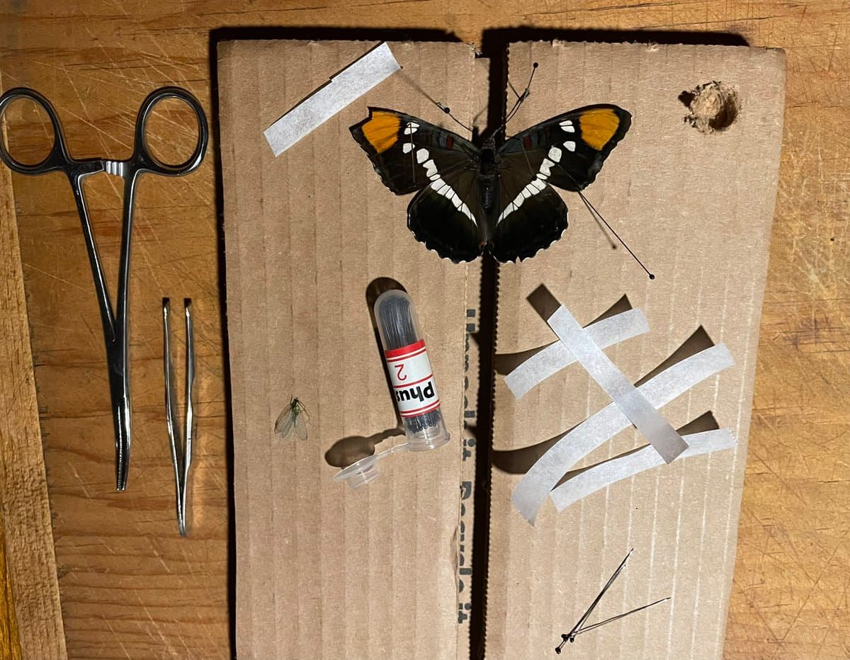 A top-down photograph of a butterfly pinning setup on a wooden surface, featuring a pinned butterfly, a small vial of pins, and metal dissection tools.