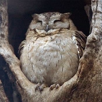 A close-up photograph of a small owl with its eyes closed, perched in the crook of a tree branch. The owl has light brown and white feathers and appears to be sleeping or resting peacefully.