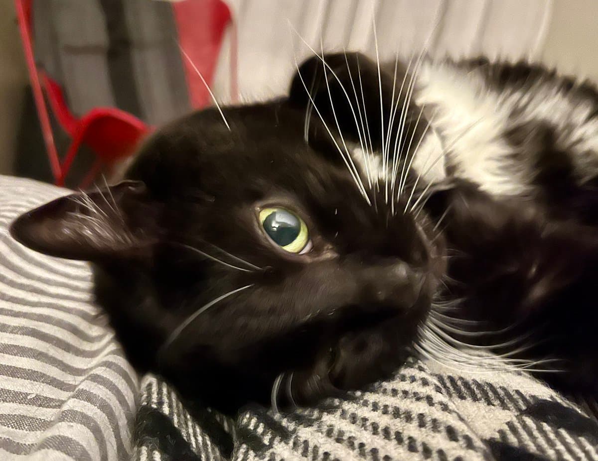 A close-up photograph of a black and white cat lying on a striped blanket, looking directly at the camera with one green eye visible. The cat has long white whiskers and is resting its head on the fabric.