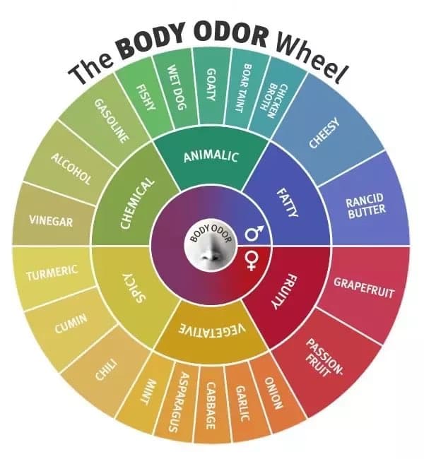 A colorful circular infographic titled 'The BODY ODOR Wheel' that categorizes various body odors into five main groups: Animalic, Fatty, Fruity, Vegetative, and Chemical. Each group is further divided into specific scent descriptors, such as 'Goaty' and 'Wet Dog' under Animalic, or 'Grapefruit' and 'Passion Fruit' under Fruity.