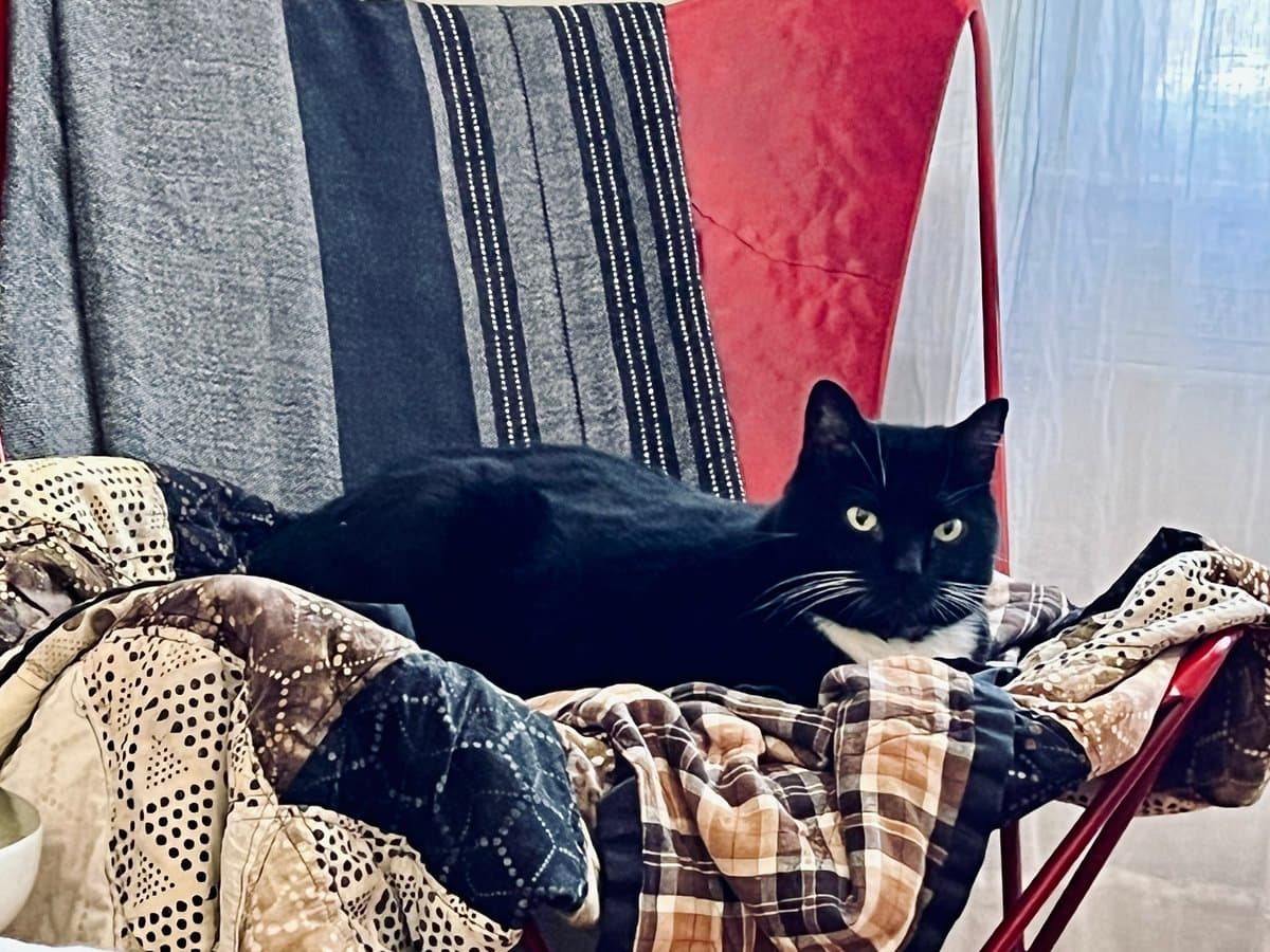 A black and white cat is lying on a pile of patterned blankets and pillows on a red chair, looking directly at the camera. The background features a draped, multi-colored fabric.