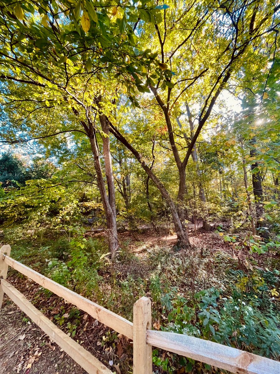 A sunlit outdoor scene showing a wooded area with trees displaying green and yellow leaves, viewed from behind a rustic wooden fence in the foreground.