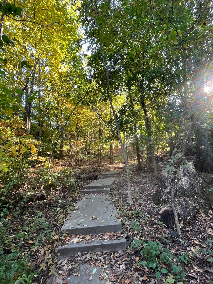 A photograph showing a set of concrete steps leading up a wooded hillside covered in fallen leaves and surrounded by trees with green and yellow foliage.