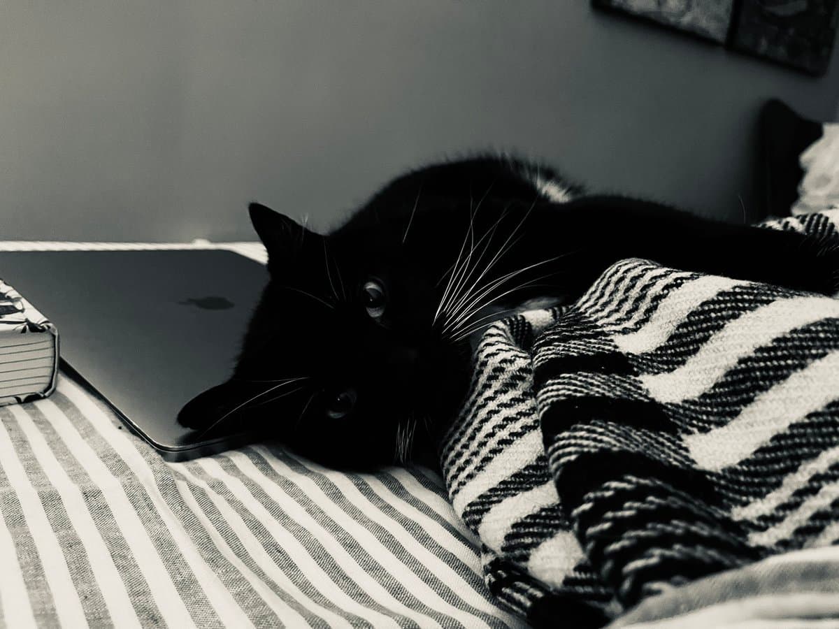 A black-and-white photograph of a black cat lying on a bed next to a closed laptop. The cat is resting its head on the bed, partially covered by a striped blanket, with a book visible to the left.