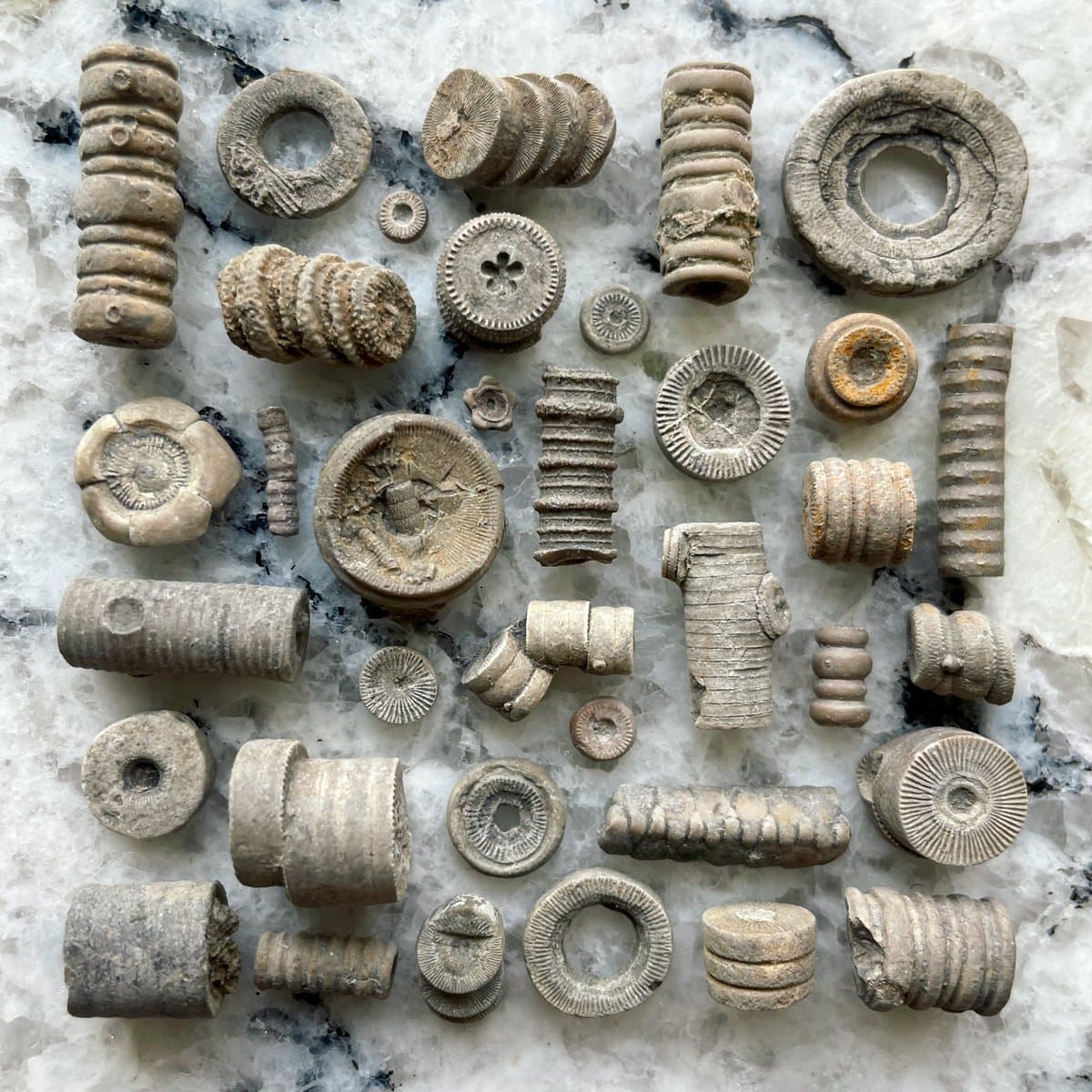 A collection of various fossilized crinoid segments and plates arranged in a grid on a white and grey marbled surface.