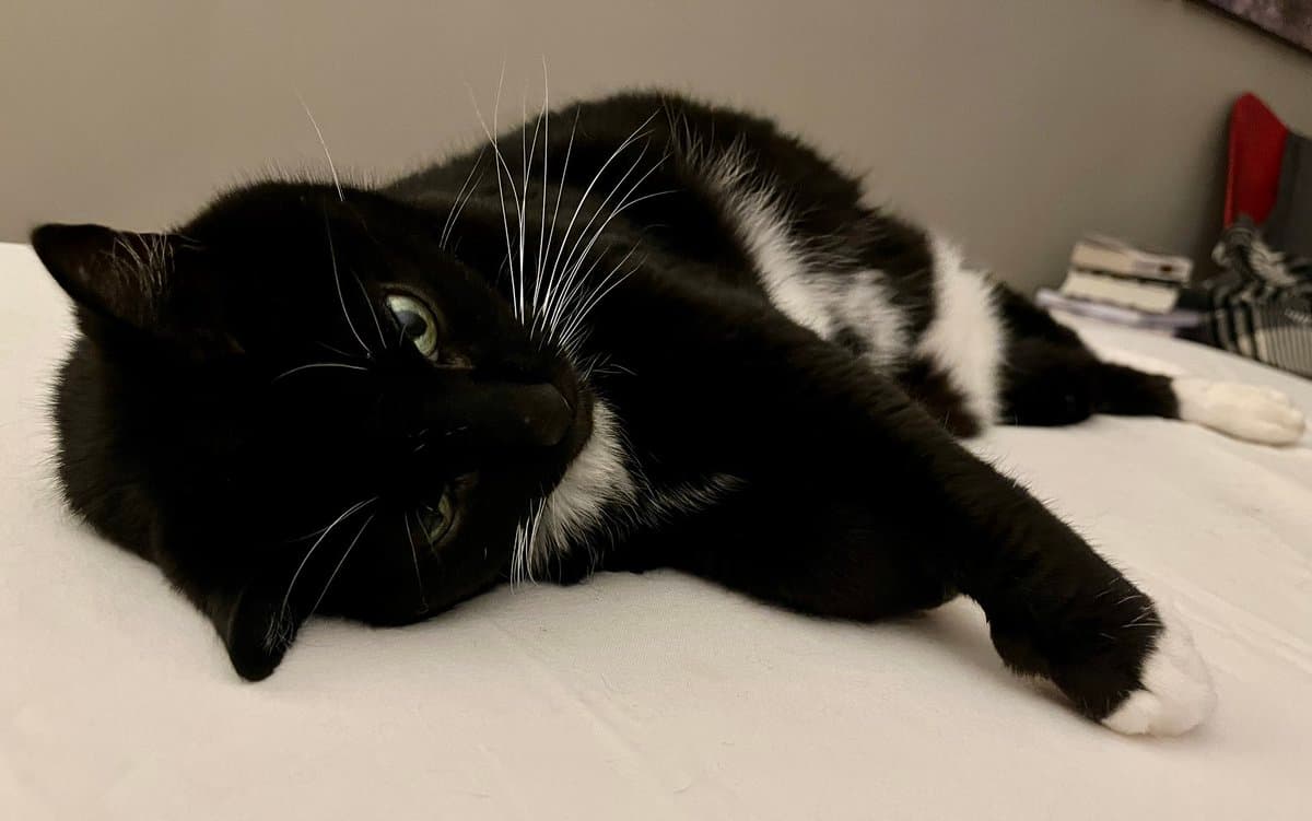 A black and white cat is lying on its side on a white bed sheet, looking directly at the camera with a relaxed expression. The cat has white paws and a white chest, with its body stretched out in a comfortable position.