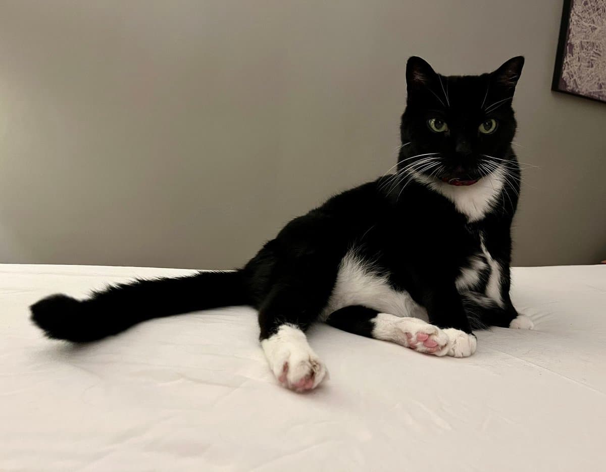 A black and white tuxedo cat is lying on a white bed sheet, looking directly at the camera with its front paws extended forward. The cat has a white chest, white paws, and a red collar, set against a plain gray wall background.