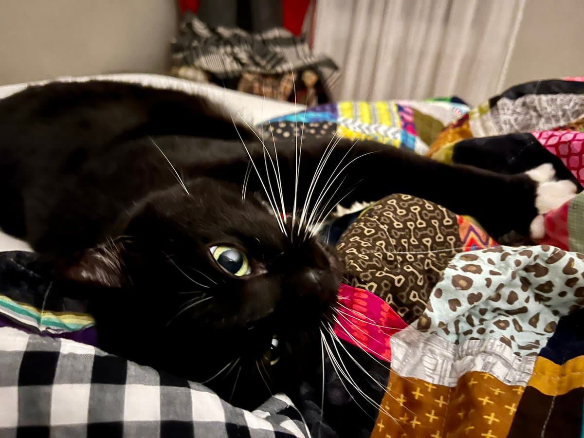 A black cat with white paws and long white whiskers is lying on a colorful, patterned quilt. The cat is looking directly at the camera with wide, yellow eyes.