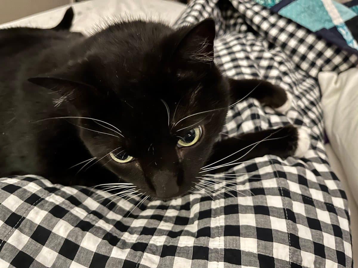 A close-up photograph of a black cat with white paws and whiskers lying on a black and white checkered blanket. The cat is looking down with a relaxed expression.