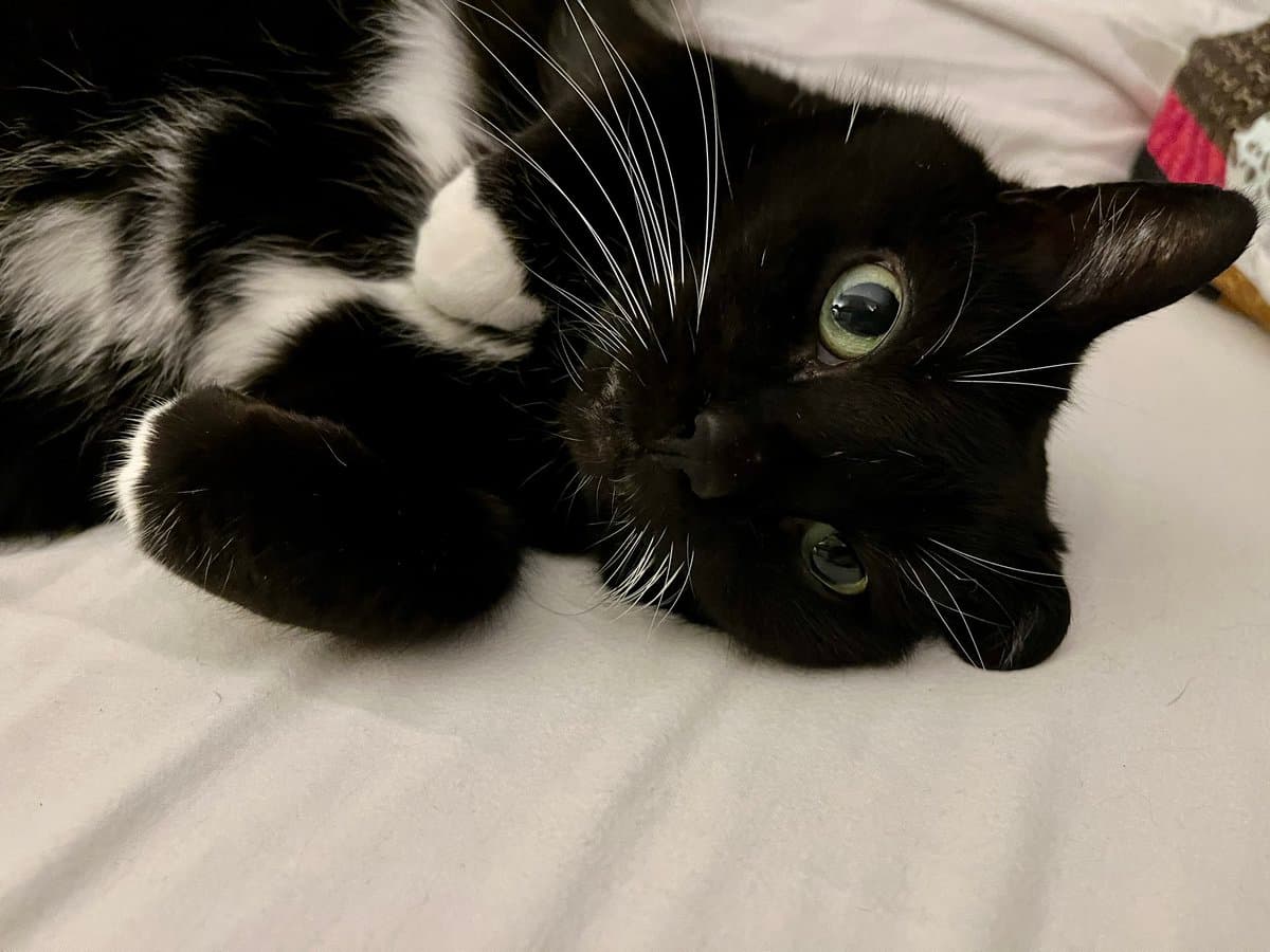 A black and white cat is lying on its side on a white bed sheet, looking directly at the camera with wide green eyes. The cat's head is tilted, and its front paws are visible near its face.