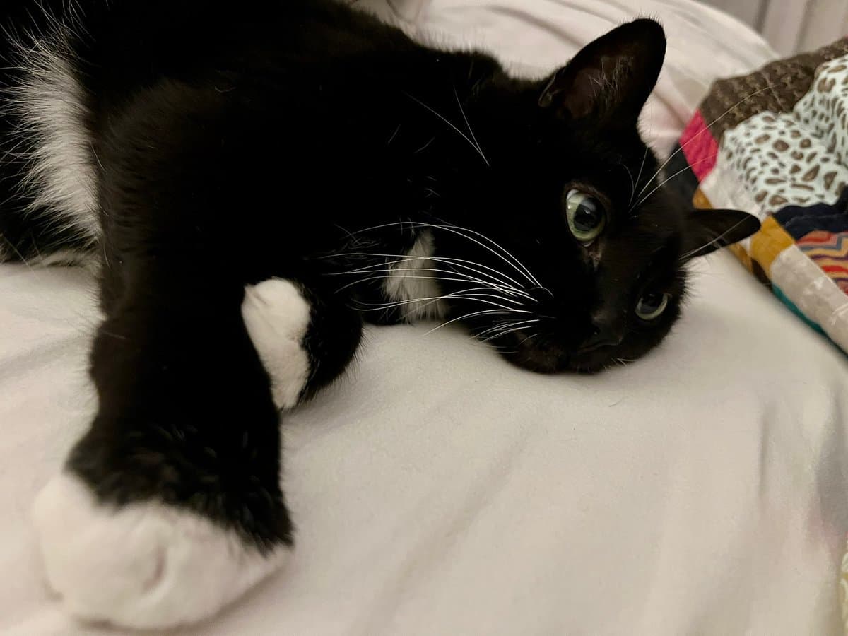 A black and white cat is lying on its side on a white bed sheet, looking towards the camera with its head resting on the surface. A colorful, patterned blanket is visible in the background.